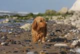 BASSET FAUVE DE BRETAGNE 070